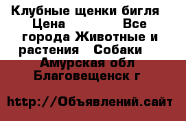 Клубные щенки бигля › Цена ­ 30 000 - Все города Животные и растения » Собаки   . Амурская обл.,Благовещенск г.